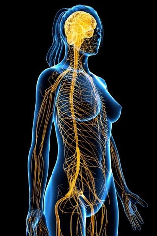 Computer generated image of a woman's parasympathetic and sympathetic nervous system